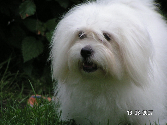Blowing in the wind (Blowi)